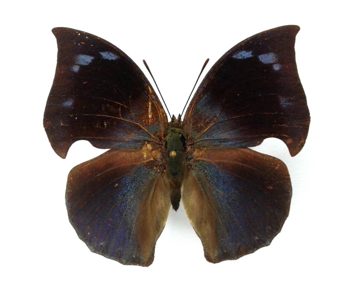 蝶 標本 ファンテスキノハタテハ phantes ♂ Peru拍卖