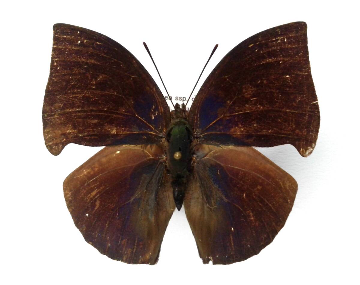 蝶 標本 キノハタテハ ssp. ♂ Ecuador拍卖