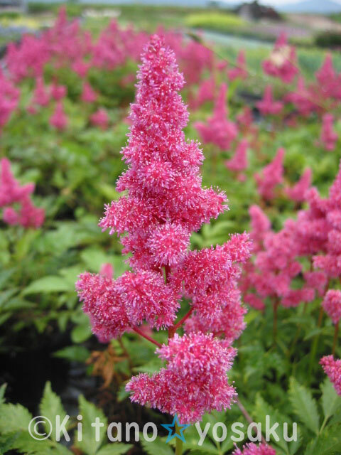 桃色穂咲き升麻(モモイロ・ホザキショウマ)◇ユキノシタ科 3寸ポリポット栽培 拍卖