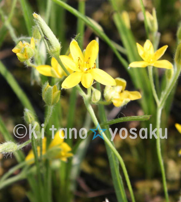 アッツザクラ・黄花 ◇コキンバイザサ科 ●3寸(9.0cm)ポリポット栽培 ★開花時期5月~ ●現在休眠期拍卖