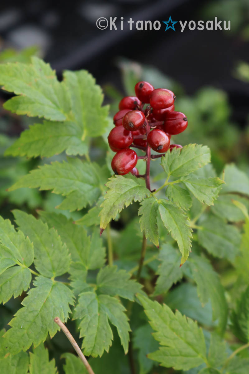 ☆赤実の類葉升麻・苗(アカミノ・ルイヨウショウマ)◇キンポウゲ科 3寸~3.5寸ポリポット栽培 拍卖