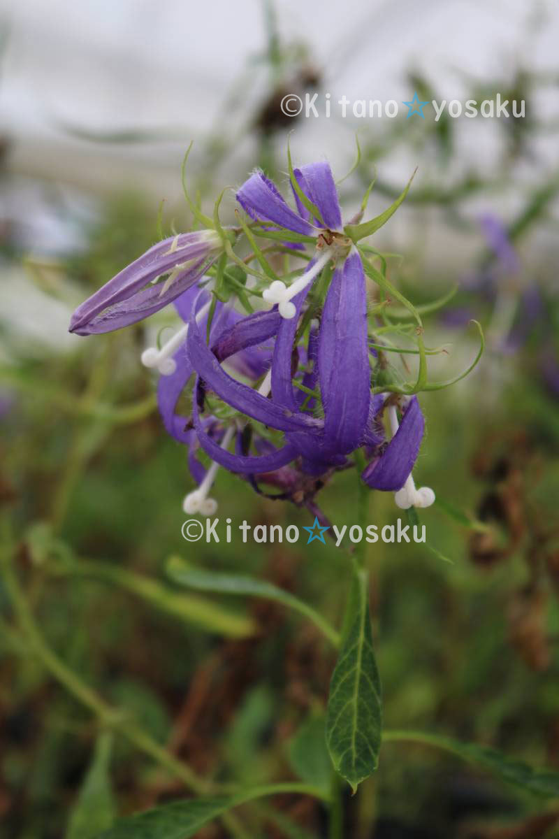 白糸蛍袋・青花(シライトホタルブクロ)◇キキョウ科 ●3寸(9.0cm)ポリポット栽培 ◇開花時期:7月~ 拍卖