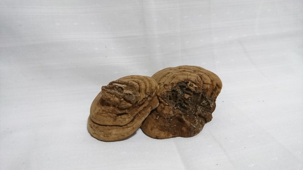 アンティーク 古物 霊芝 猿の腰かけ拍卖