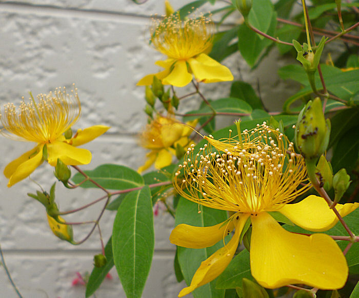 びようやなぎ さし穂5本。20cm 、、拍卖