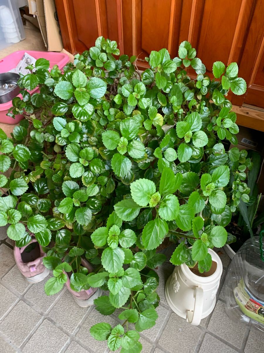 スエーデンアイビー、4号ポット、観葉植物、長く伸びます、吊るしポットオススメ拍卖