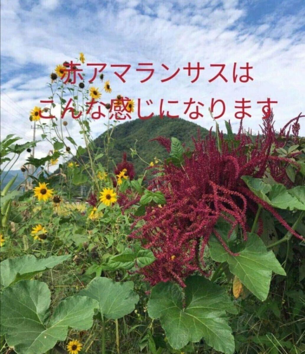 【自然農】レッドアマランサスの種 雑穀 そだてやすい こぼれ種でも毎年開花 インテリアにも 家庭菜園 園芸 ガーデニング 雑穀 1g拍卖