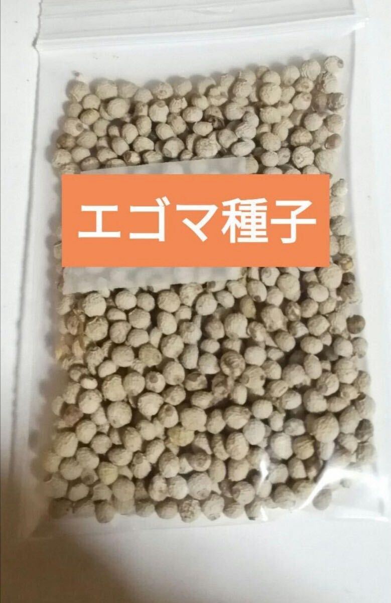 【家庭菜園におすすめ】荏胡麻の種 発芽確認済み エゴマの種 5g 白エゴマ 黒エゴマ エゴマ種子 ガーデニング 花壇拍卖