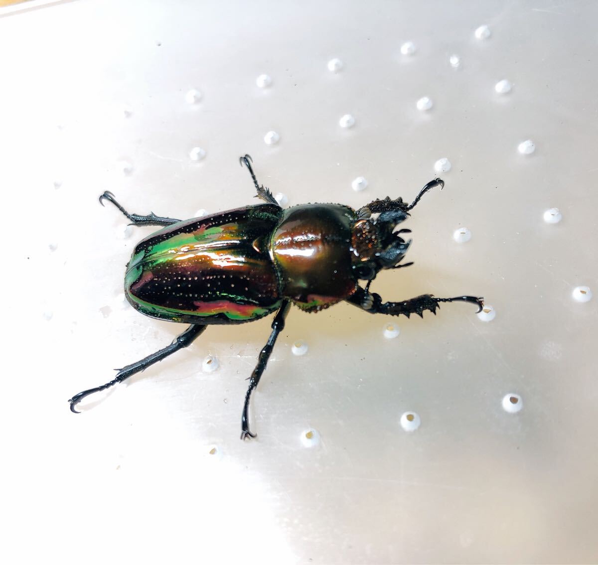 『M868』即ブリ超赤ニジイロクワガタ (クイーンズランド)♀34mm単体拍卖