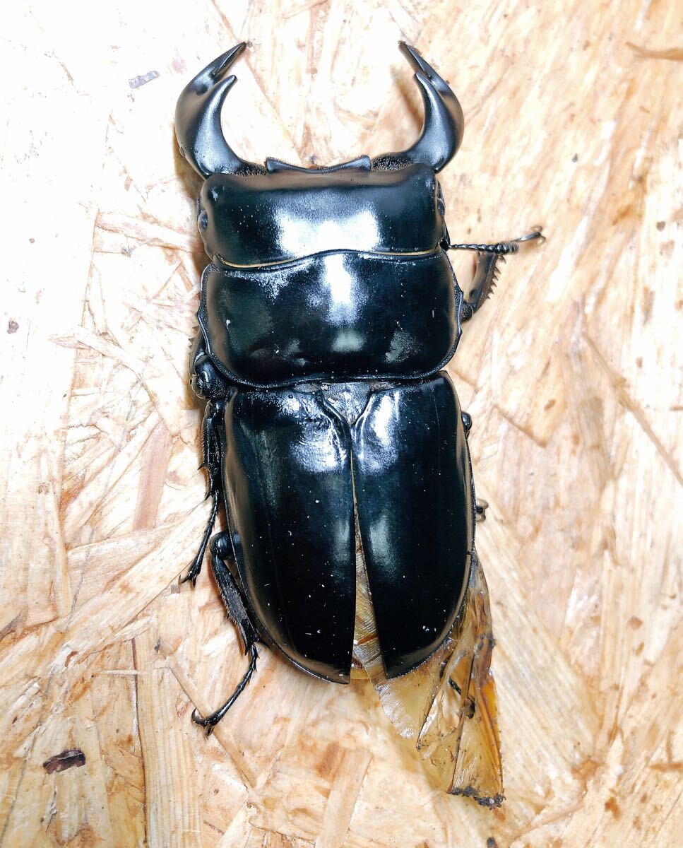 『M875』訳ありブータンアンタエウス(シェムガン)♂74mm単体拍卖