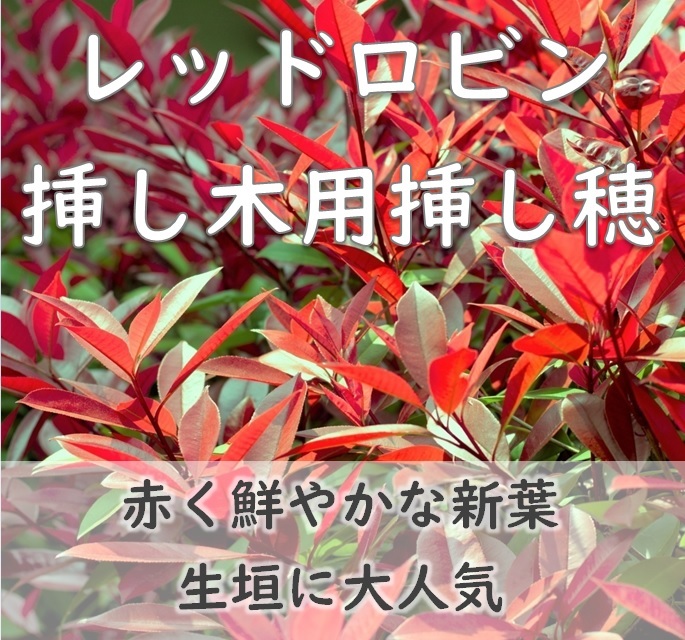 送料無料★鮮やかな赤い新葉◆レッドロビン 挿し木用 挿し穂10本 生垣に大人気 西洋紅ベニカナメモチ 耐寒性◎ 常緑樹 園芸 ガーデニング 拍卖
