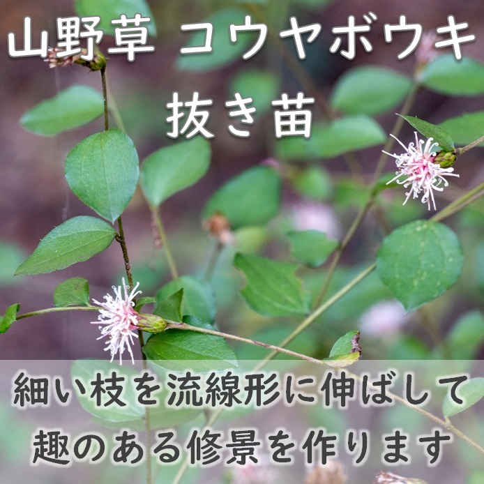 山野草 コウヤボウキ 抜き苗1株 小苗 茶花や玉箒にも ドライフラワー グランドカバー 根付き 宿根草 園芸 ガーデニング拍卖
