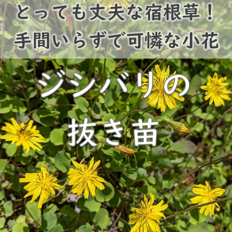 送料無料◆山野草 ジシバリ イワニガナ 抜き苗5株 薬草 宿根草 多年草 園芸 ガーデニング 拍卖
