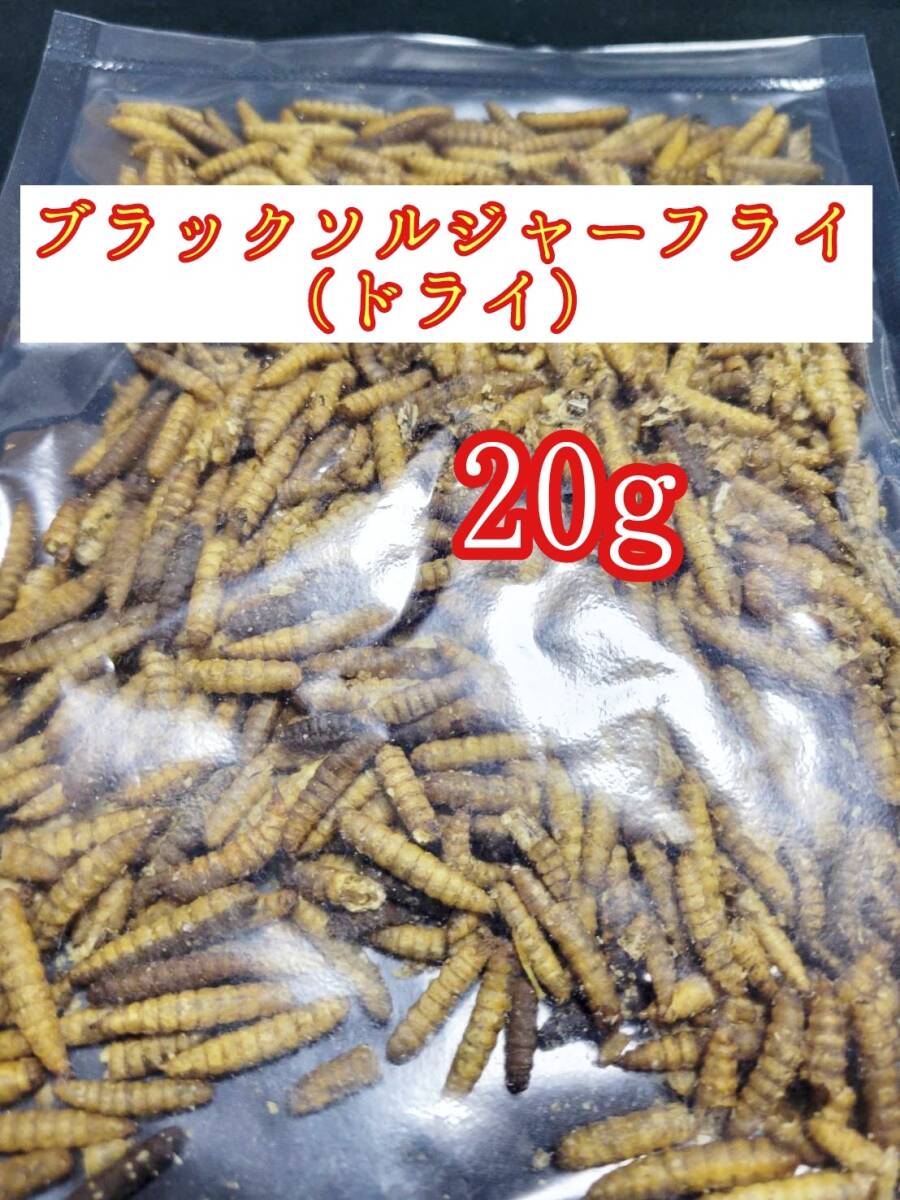 乾燥ブラックソルジャーフライ20g 小動物 爬虫類 トカゲ カエルハムスター フクロモモンガ ハリネズミ ドライミルワーム シルクワーム拍卖