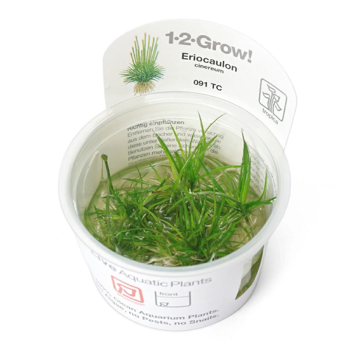 【アクアリウムのある暮らし】(水草) ホシクサ キネレウム 組織培養1-2-GROW! (無農薬)(1カップ)サンプル画像拍卖
