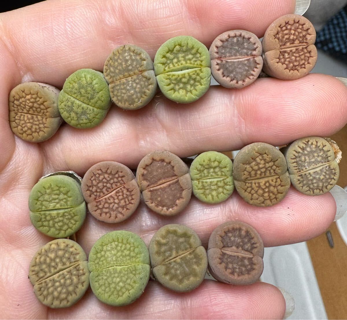 1-2新入荷 人気物多肉植物 リトープス カラフル巴厘玉 中玉 カラフルセット拍卖