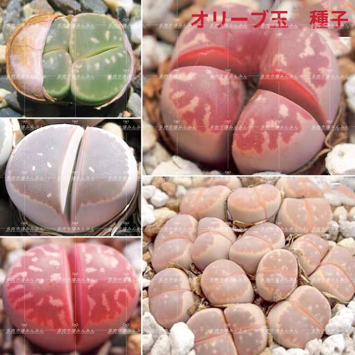 多肉植物 リトープス オリー ブ玉 種20粒拍卖