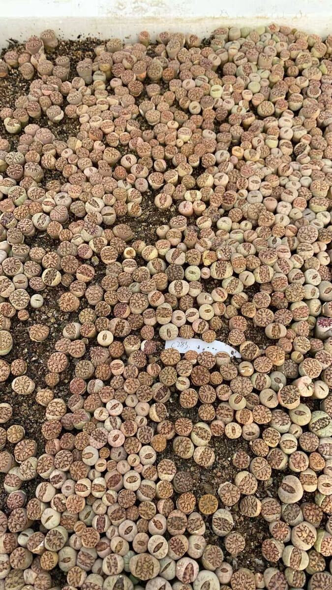 希少苗 多肉植物 リトープス C283雀卵玉 ランダム10 抜き苗拍卖