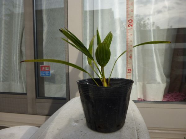 ◎◎◎南国ムード!!2~3年物大変縁起の良い棕櫚(シュロ)1株幼苗送料350円~在庫限り◎◎拍卖