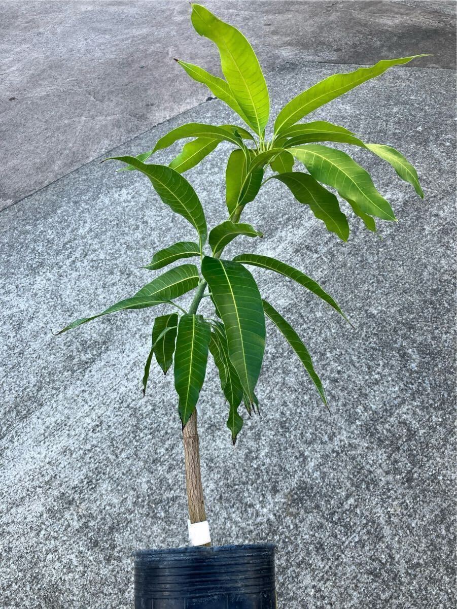 アーウィン マンゴー 6から8号 ランダム2苗 中苗 Irwin Mango 全国一律送料無料拍卖