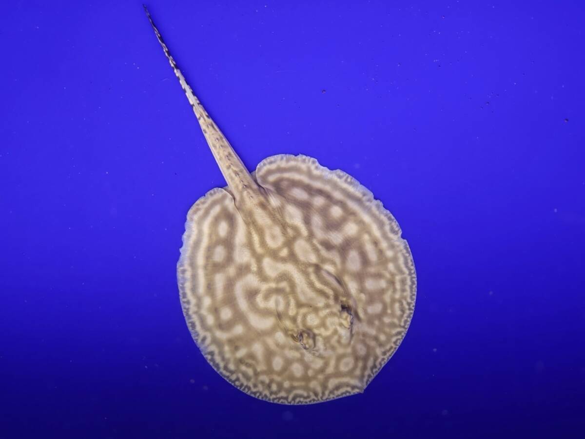 直線プラチナヘテロクロコダイルスティングレー♀ 体盤±14cm拍卖