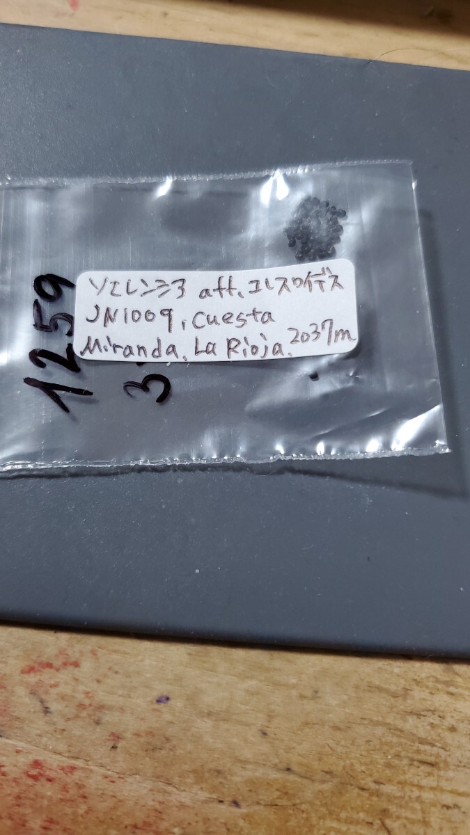 ソエレンシア aff.コレスロイデス JN1009 種子10粒拍卖