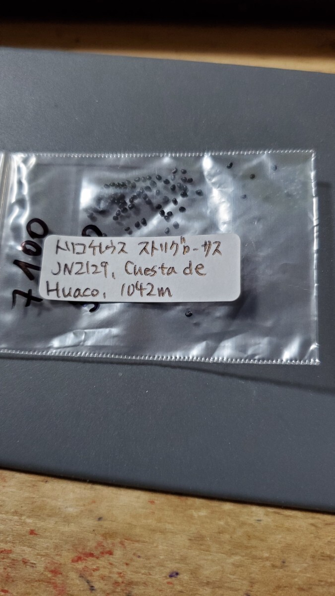 トリコケレウス ストリグローサス JN2129 種子10粒拍卖