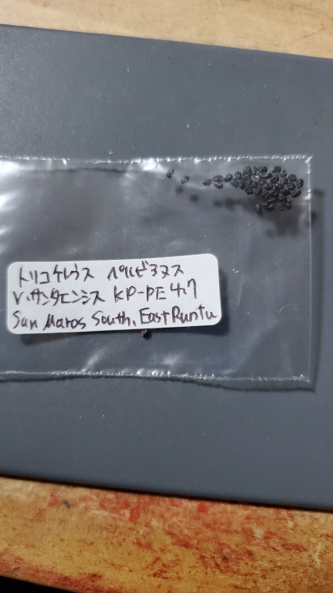 トリコケレウス ペルビアヌス v.サンタエンシス KP-PE4.7 種子10粒拍卖