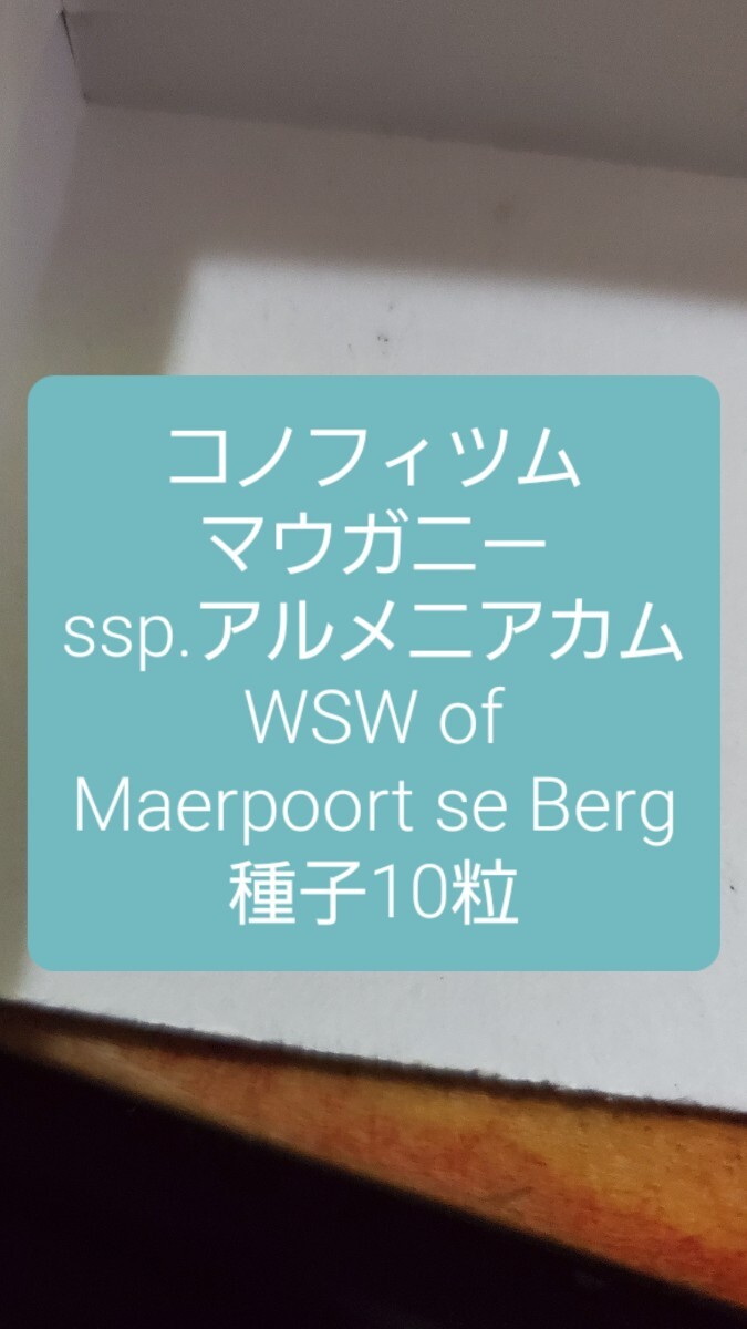 コノフィツム マウガニー ssp.アルメニアカム, WSW of Maerpoort se Berg 種子10粒拍卖