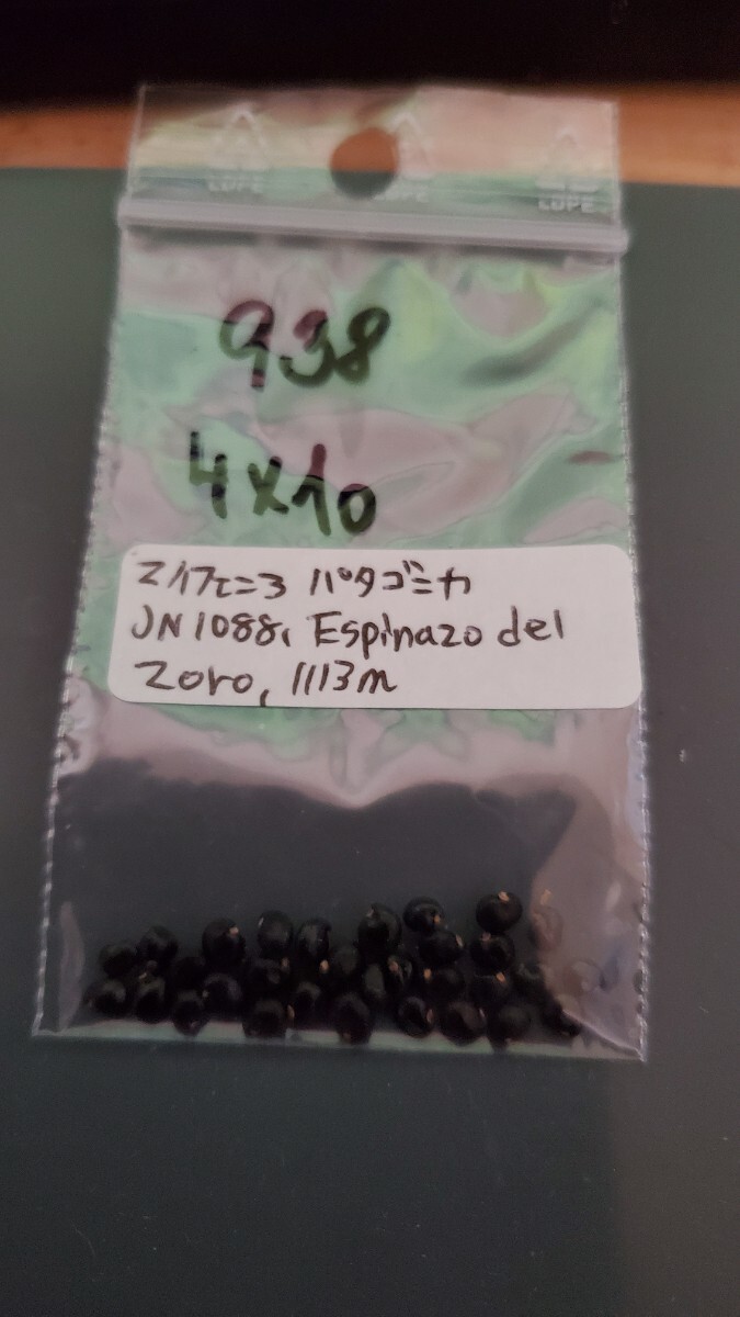 マイフェニア パタゴニカ JN1088 種子5粒拍卖