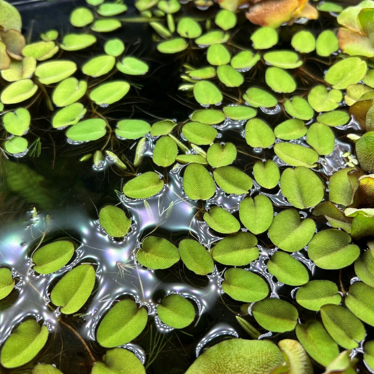 SALE開催中 2倍増量&ポイント10倍 水草 オオサンショウモ 1カップ分袋入り 浮き草 めだか 金魚 水質浄化 簡単育成拍卖