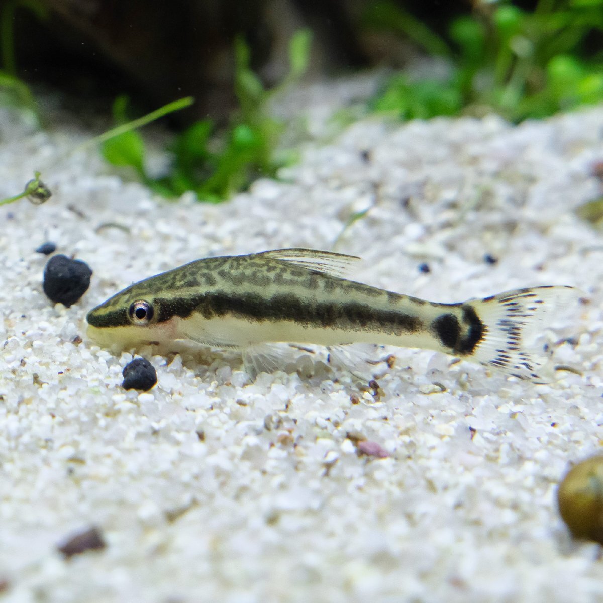 熱帯魚 オトシンクルス 4匹 ※コケ取り名人 雄雌のご指定不可 オトシン 並オトシン拍卖