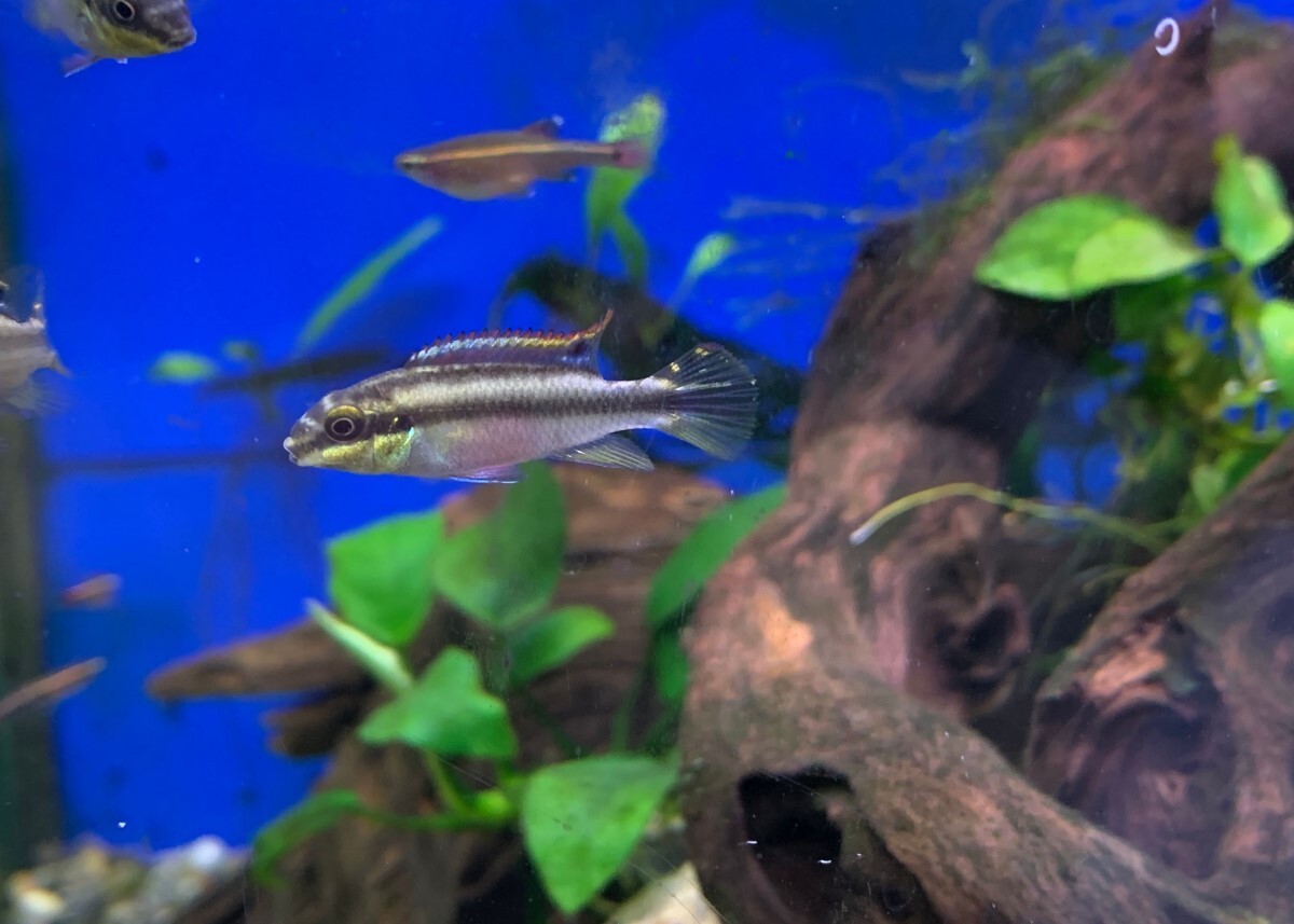 (熱帯魚)ペルヴィカクロミス・プルケール 1匹 ※カラー/雌雄の指定不可 ペルマト拍卖