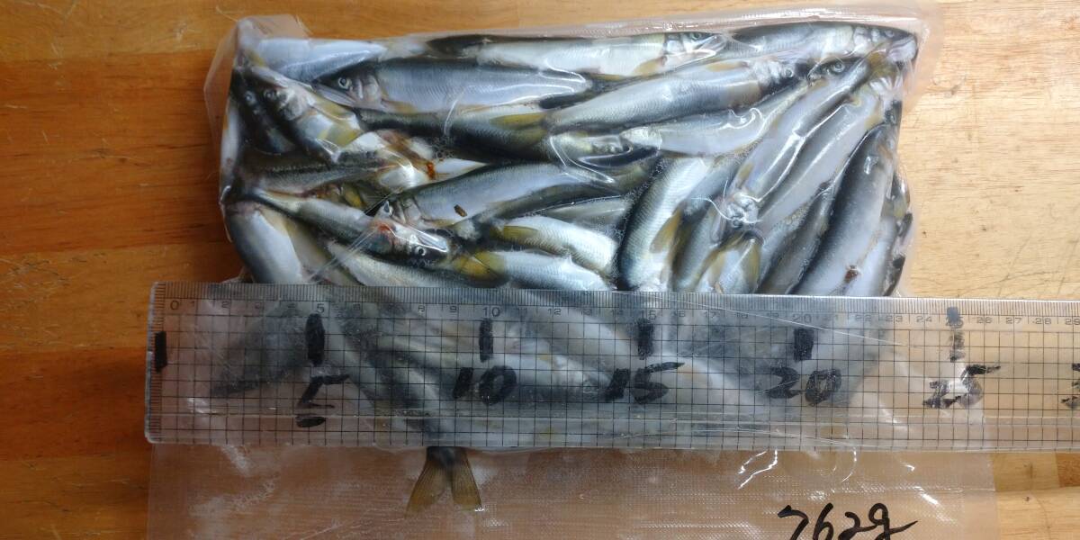 「p_mint」◇ 2025年産・天然子鮎 762g 岐阜県根尾川産 ヤマト冷凍便発送。◯即決!!◯拍卖