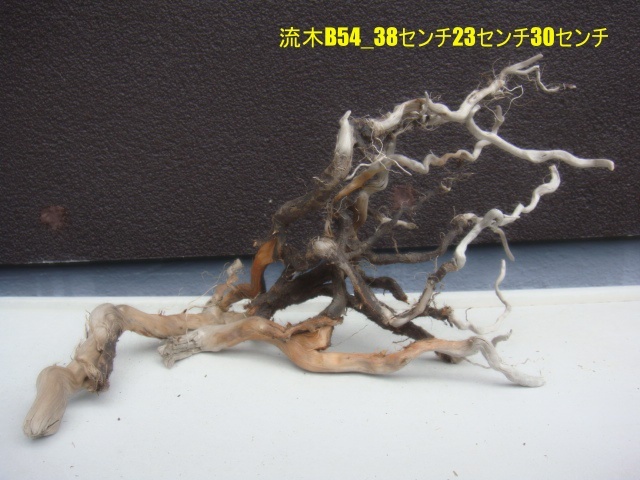 流木B54_38センチ23センチ30センチ拍卖