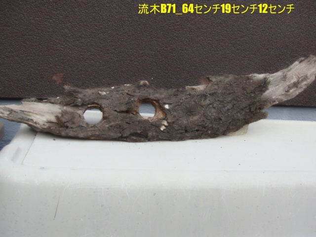 流木B71_64センチ19センチ12センチ拍卖