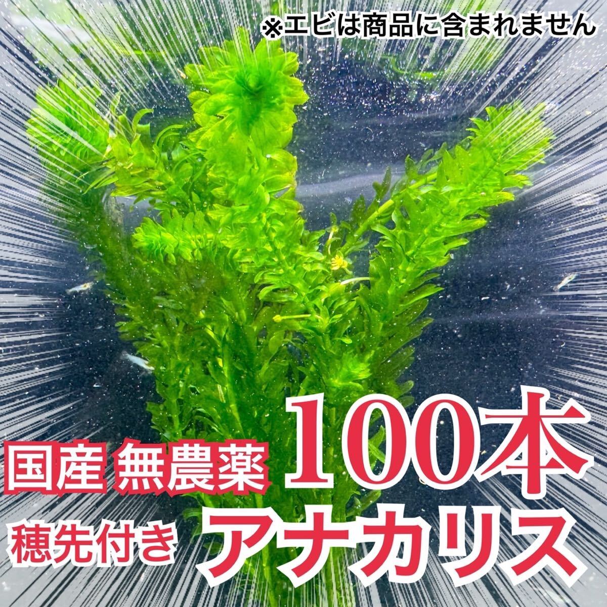 【100本】国産 無農薬アナカリス(オオカナダモ) 水草 産卵藻 金魚草 金魚藻 メダカ イモリ 稚魚 ザリガニ拍卖
