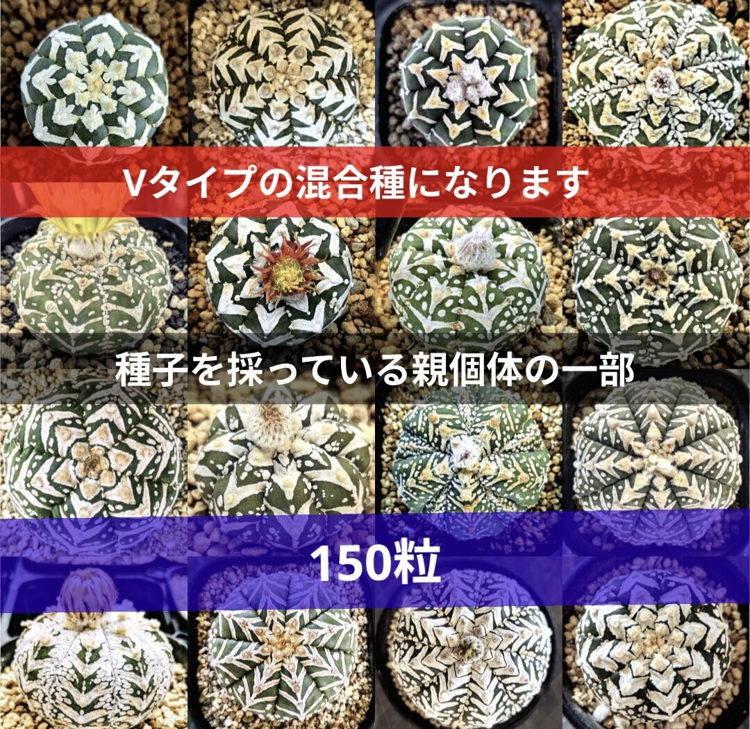 Ω 150粒 Yahooオフ スーパー兜 アストロフィツム Vタイプ アロータイプ 種子 サボテン 多肉植物 種 匿名配送品 お得版拍卖