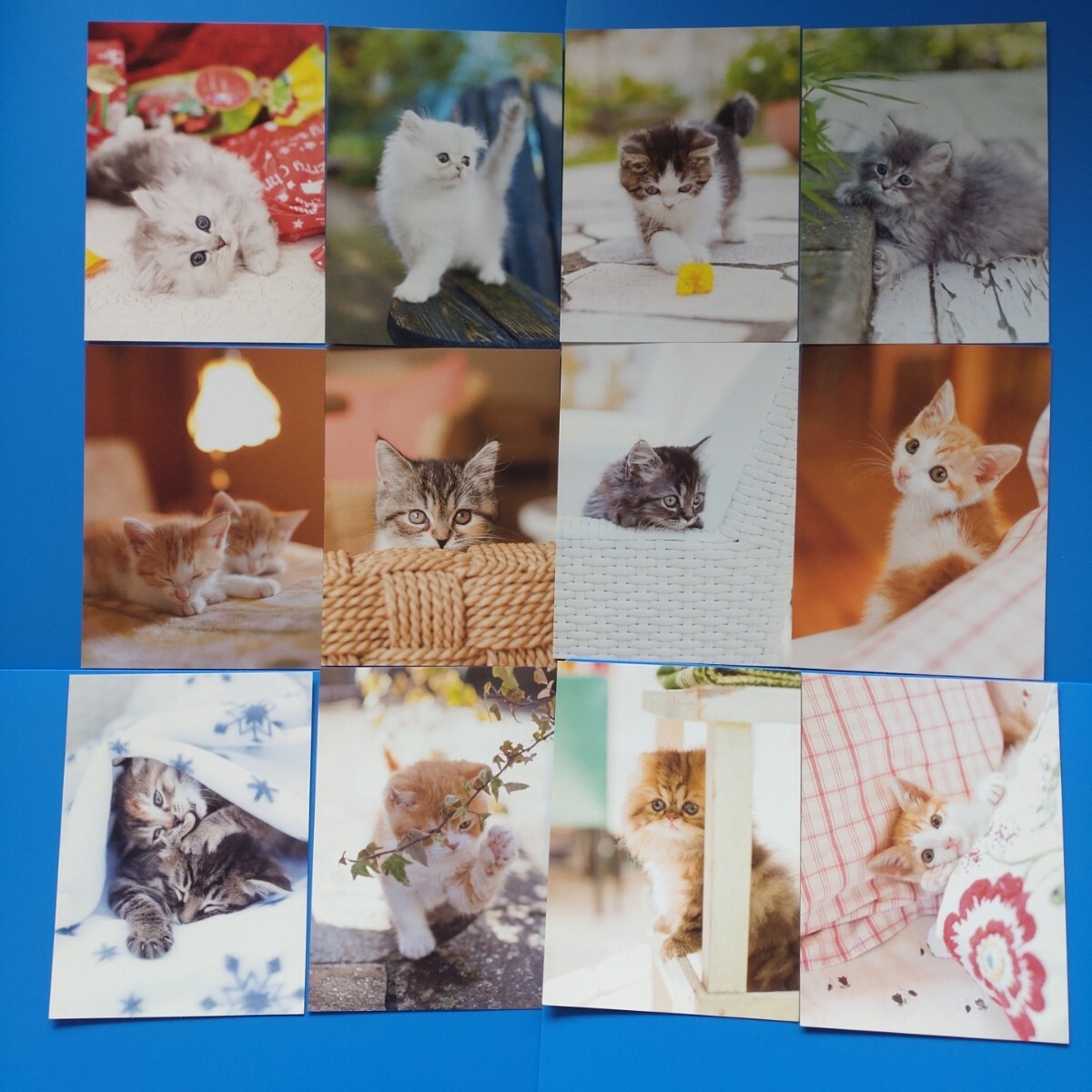 ★かわいい猫のポストカード★12枚セット★2017拍卖