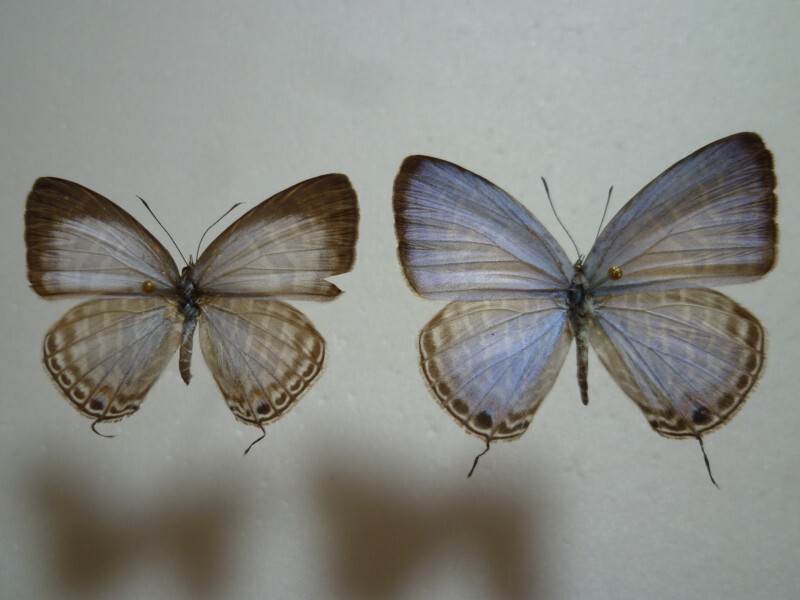 【外国産蝶標本】シロウラナミシジミ♀♂/Jamides alecto dromicus/台湾.高雄産/♀34mm♂36mm拍卖