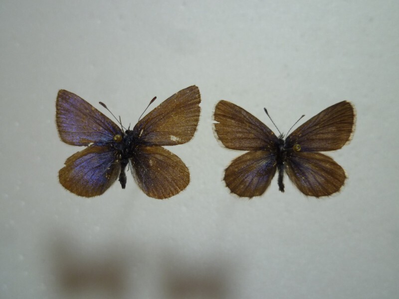 【外国産蝶標本】シルビアシジミ2/Zizina otis/青海省.達坂山産/26mm.24mm拍卖