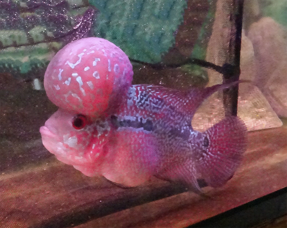 フラワーホーン (ビッグヘッド・ ショートボディ)13~14cm 極美セレクト個体拍卖