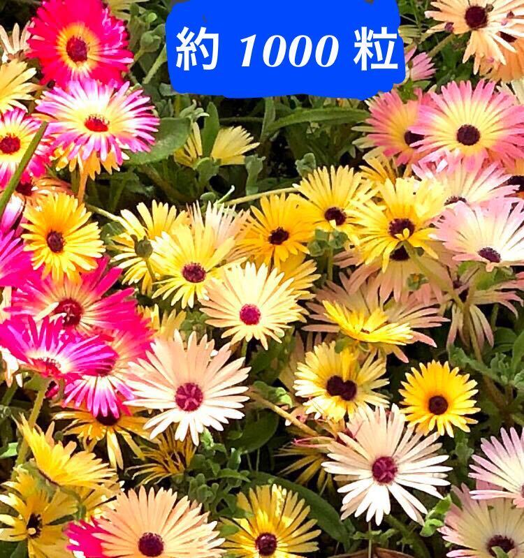 リビングストンデージーの子房 種子 種 たね タネ  花10個分 拍卖