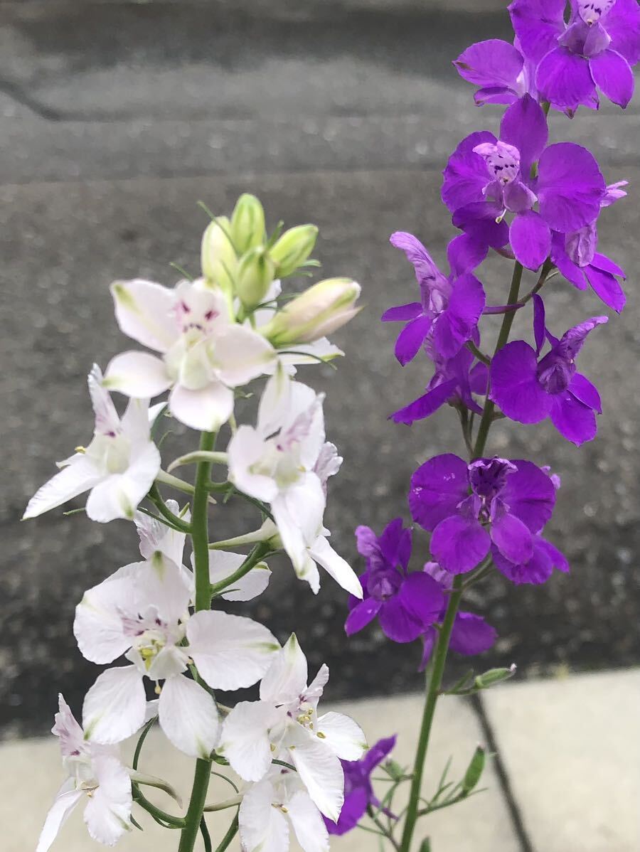 1.5mlに増量しました。チドリソウ紫 種子 1.5mlタネ 種 たね ラークスパー拍卖