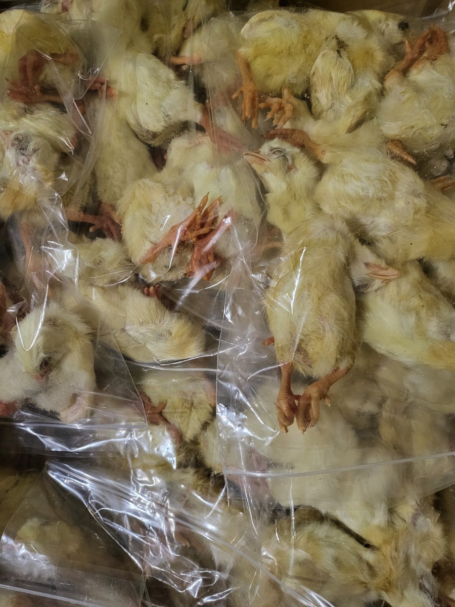 【送料無料・クール便発送】冷凍ひよこ 150羽拍卖