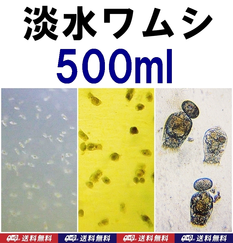 【送料込】淡水ワムシ 種水 500ml  ツボワムシ 培養液 メダカ・金魚の針子の餌 簡単に培養可能です拍卖