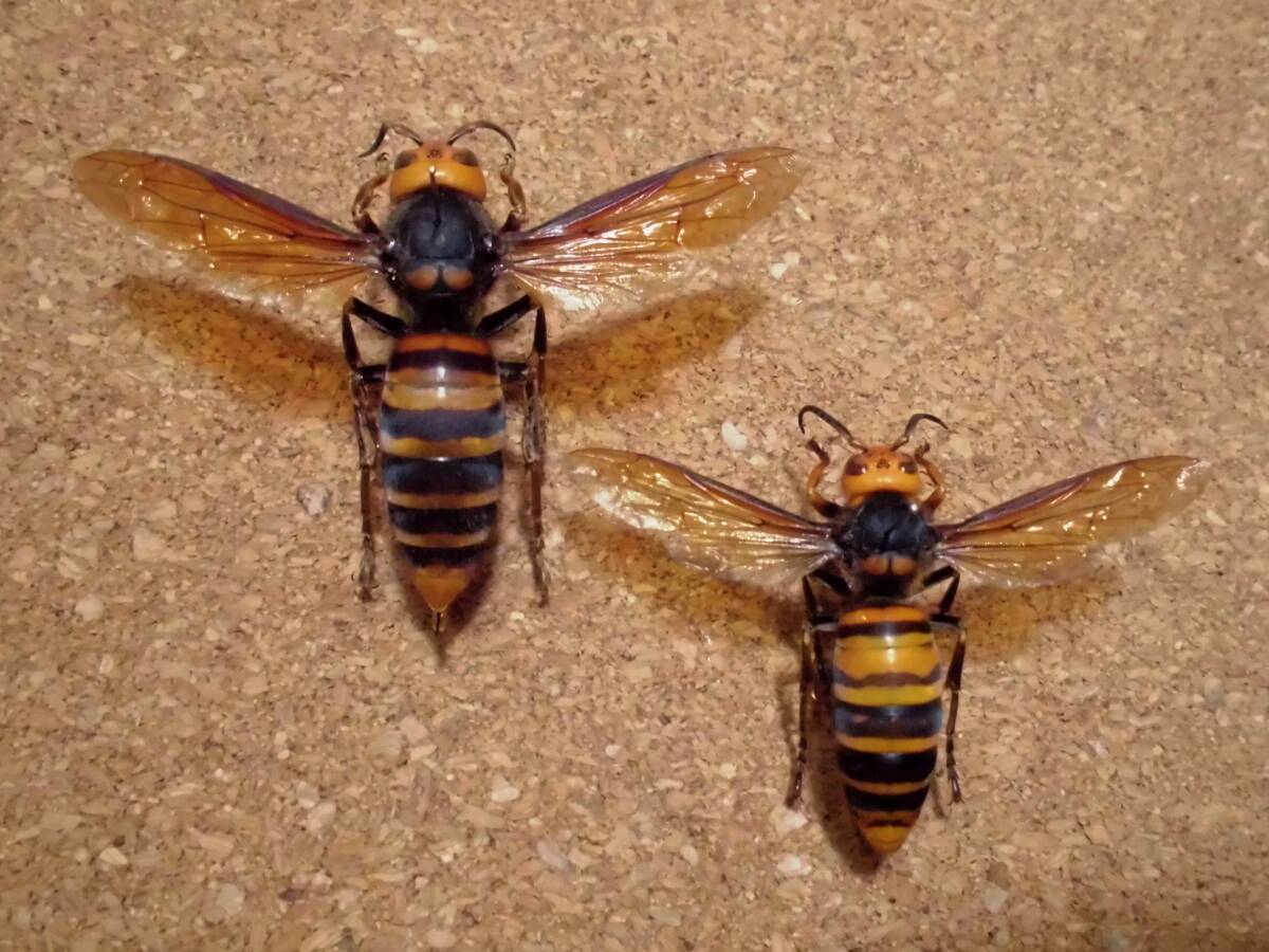 世界最大 オオスズメバチ女王 オオスズメバチ♂ 雄 標本 限定セット 検) チョコQ 原色日本昆虫 図鑑 衛生害虫 カプセルQ拍卖