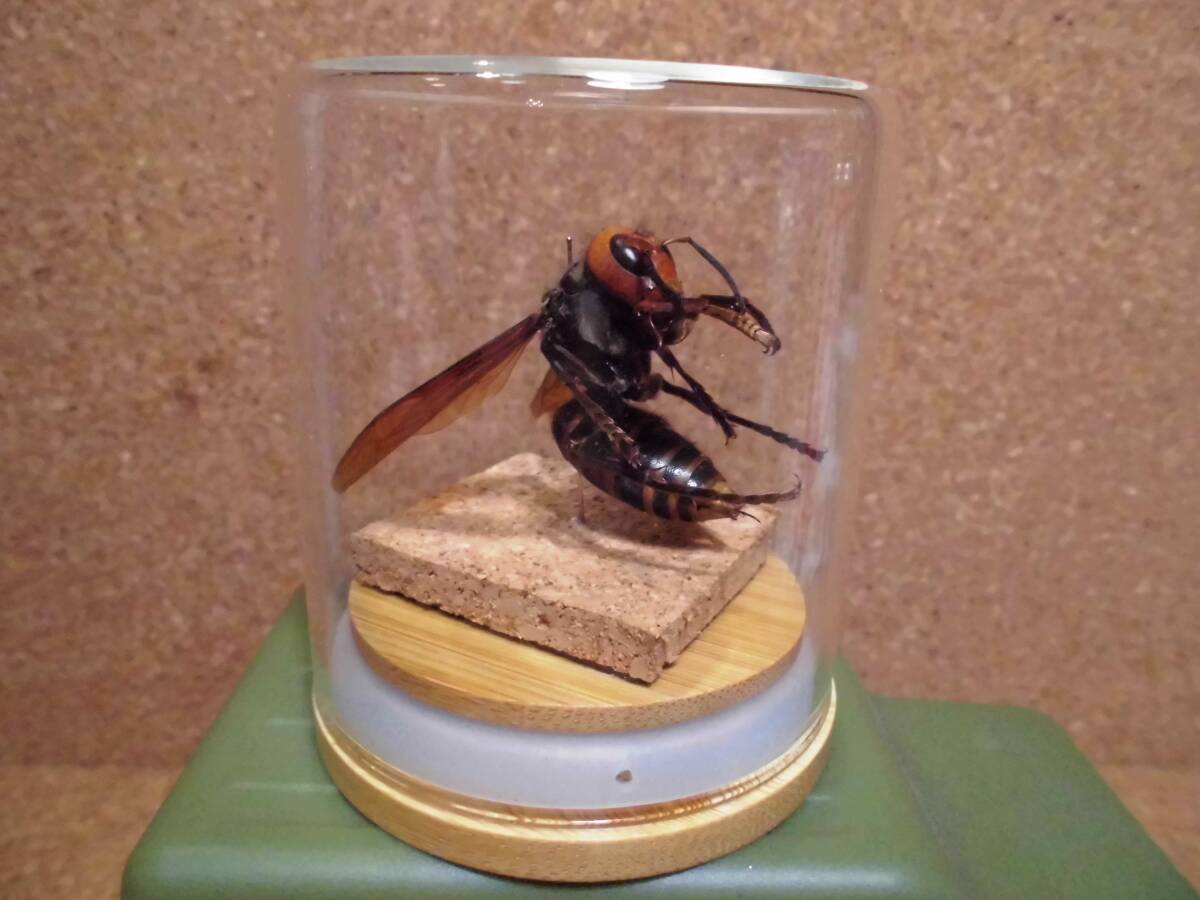 世界最大 オオスズメバチ女王 標本 限定 Vespa mandarinia マンダリニア 検) チョコQ 原色日本昆虫 図鑑 衛生害虫 カプセルQ拍卖