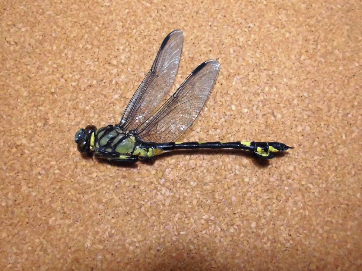 ウチワヤンマ ♂ 雄 オス ヤンマ とんぼ トンボ 昆虫 標本 東京産 検) 原色日本昆虫図鑑 ネアカヨシ ヤブ マルタン ヤンマ クロスジギン拍卖