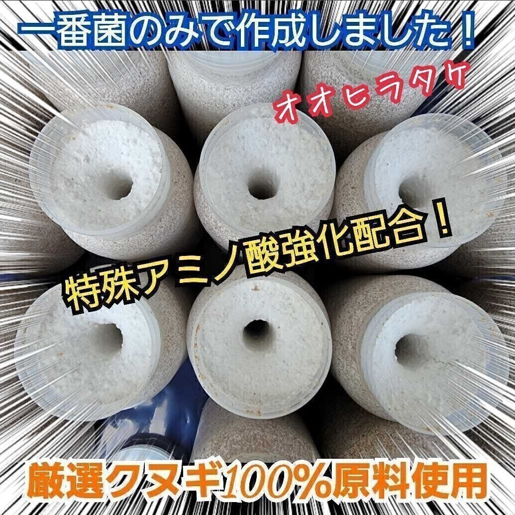 クワガタ幼虫がビッグサイズに!オオヒラタケ 菌糸瓶 オオクワ、ヒラタ、ニジイロ、ノコギリにお薦め! 栄養添加剤・特殊アミノ酸強化!拍卖