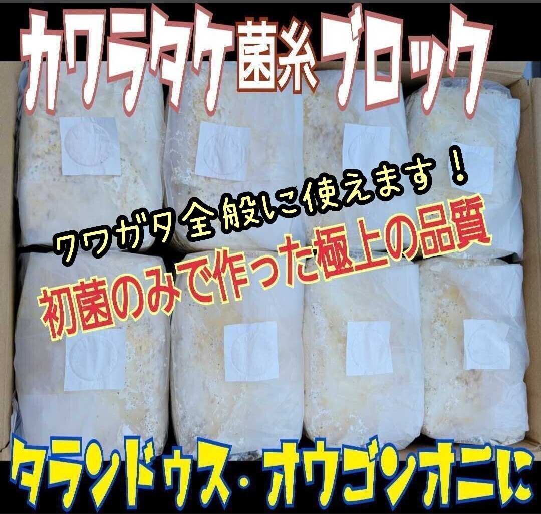 産卵床にも使えます 高品質!カワラタケ菌糸ブロック 栄養添加剤・バクテリア強化配合で幼虫がビッグサイズに!クワガタ全般に使えます!拍卖